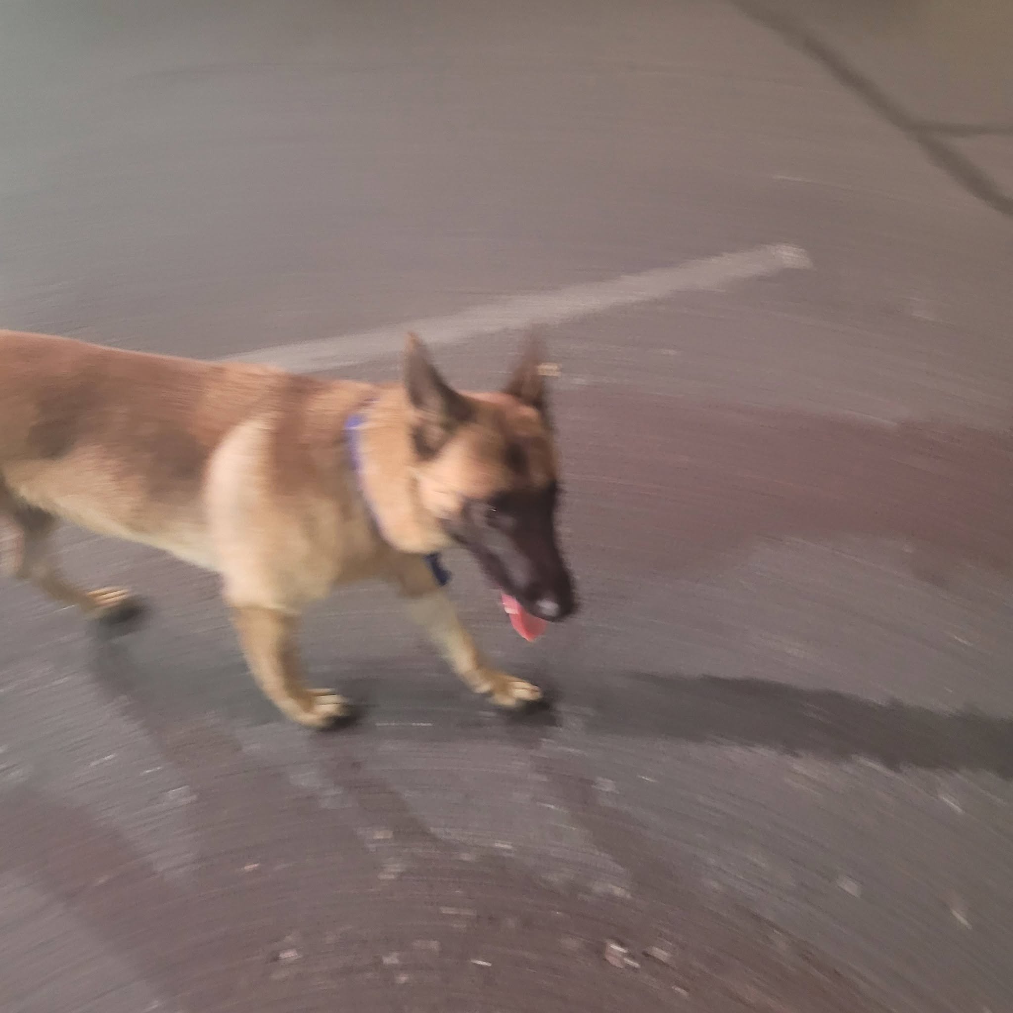 Found Dog in Tucson