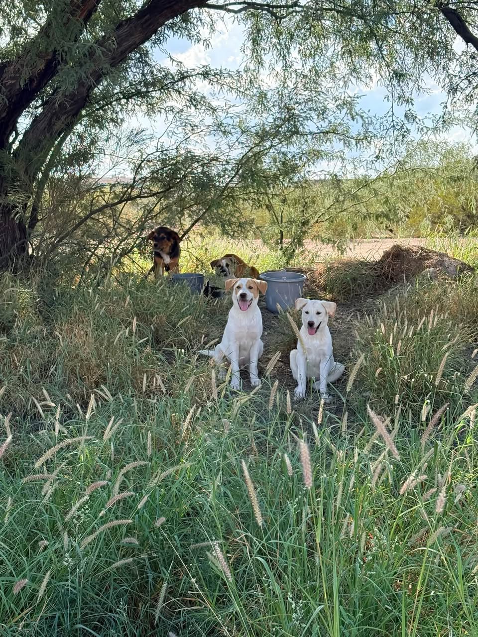 Found Dog in Tucson