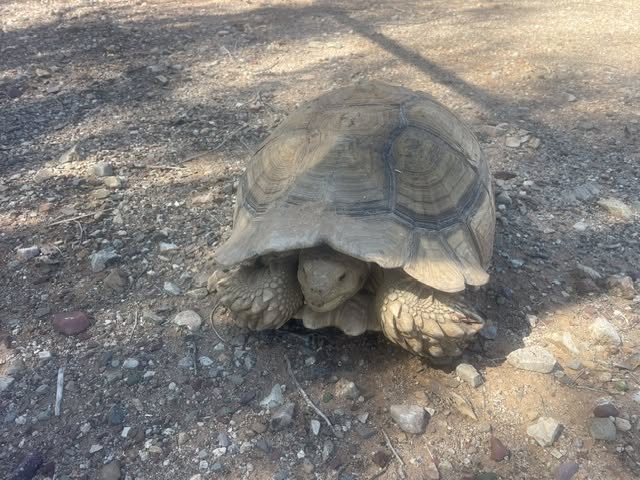 Found tortoise