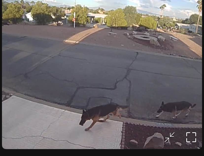 Found Dog in Tucson