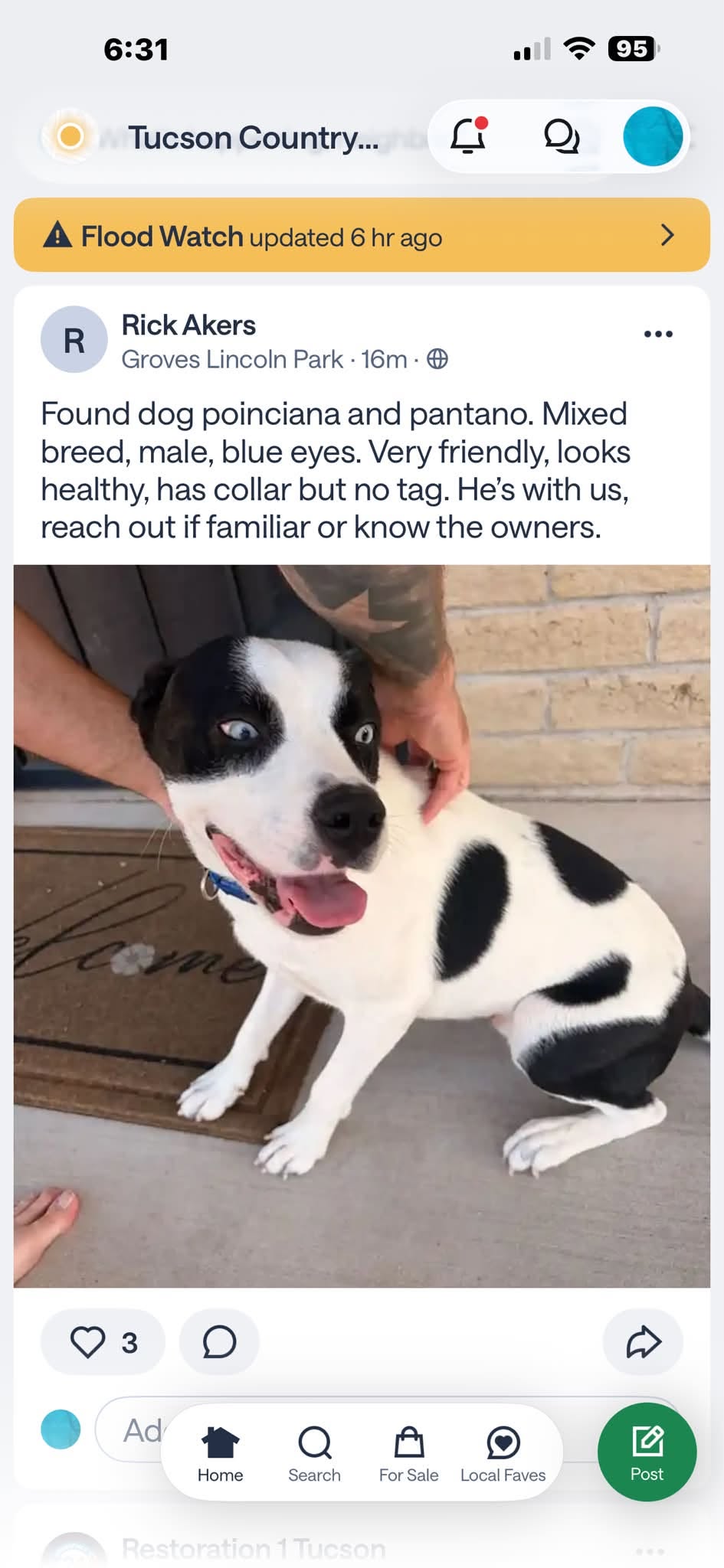 Found Dog in Poinciana And Pantano
