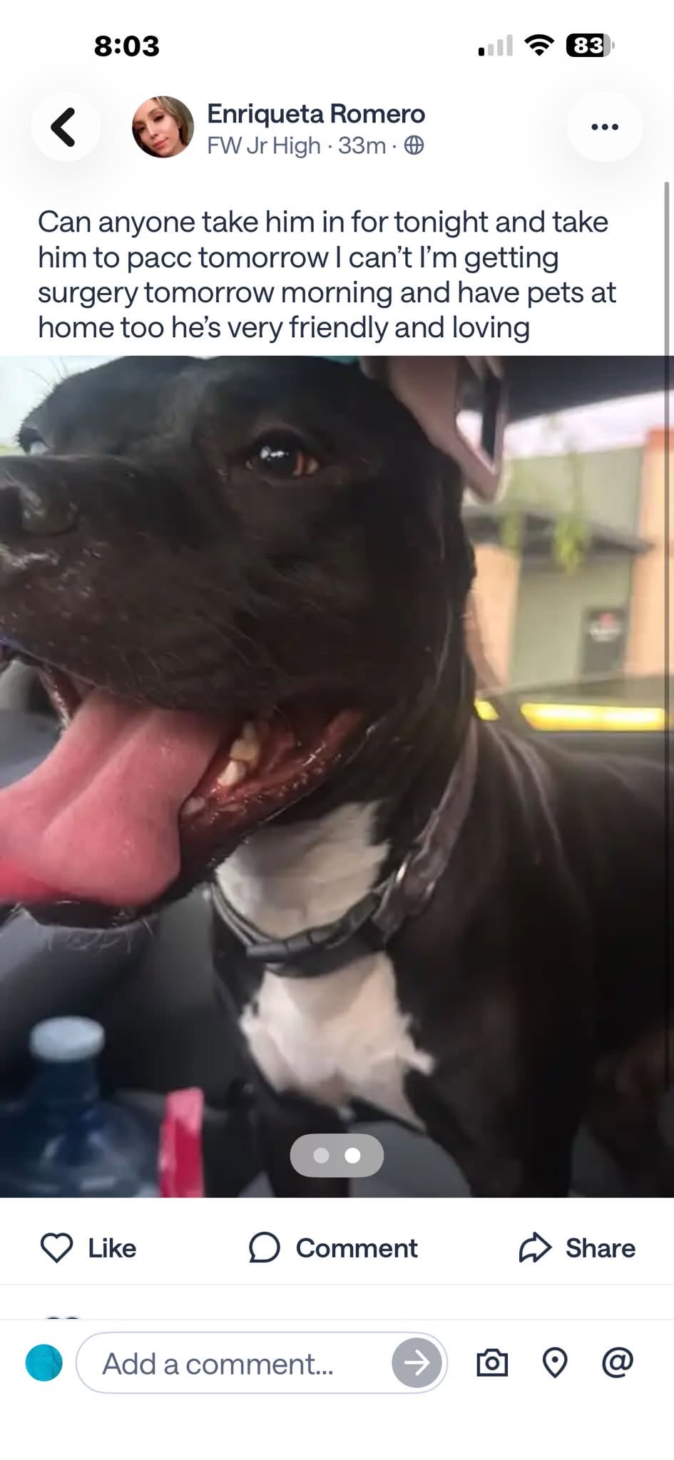 Found Dog in Tucson