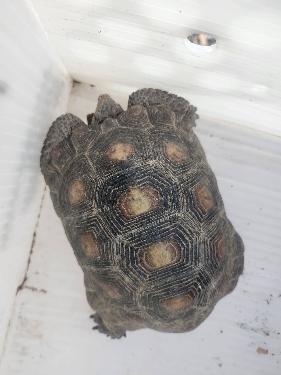 Found tortoise