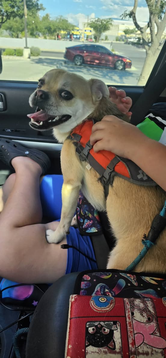 Found Dog in Tucson