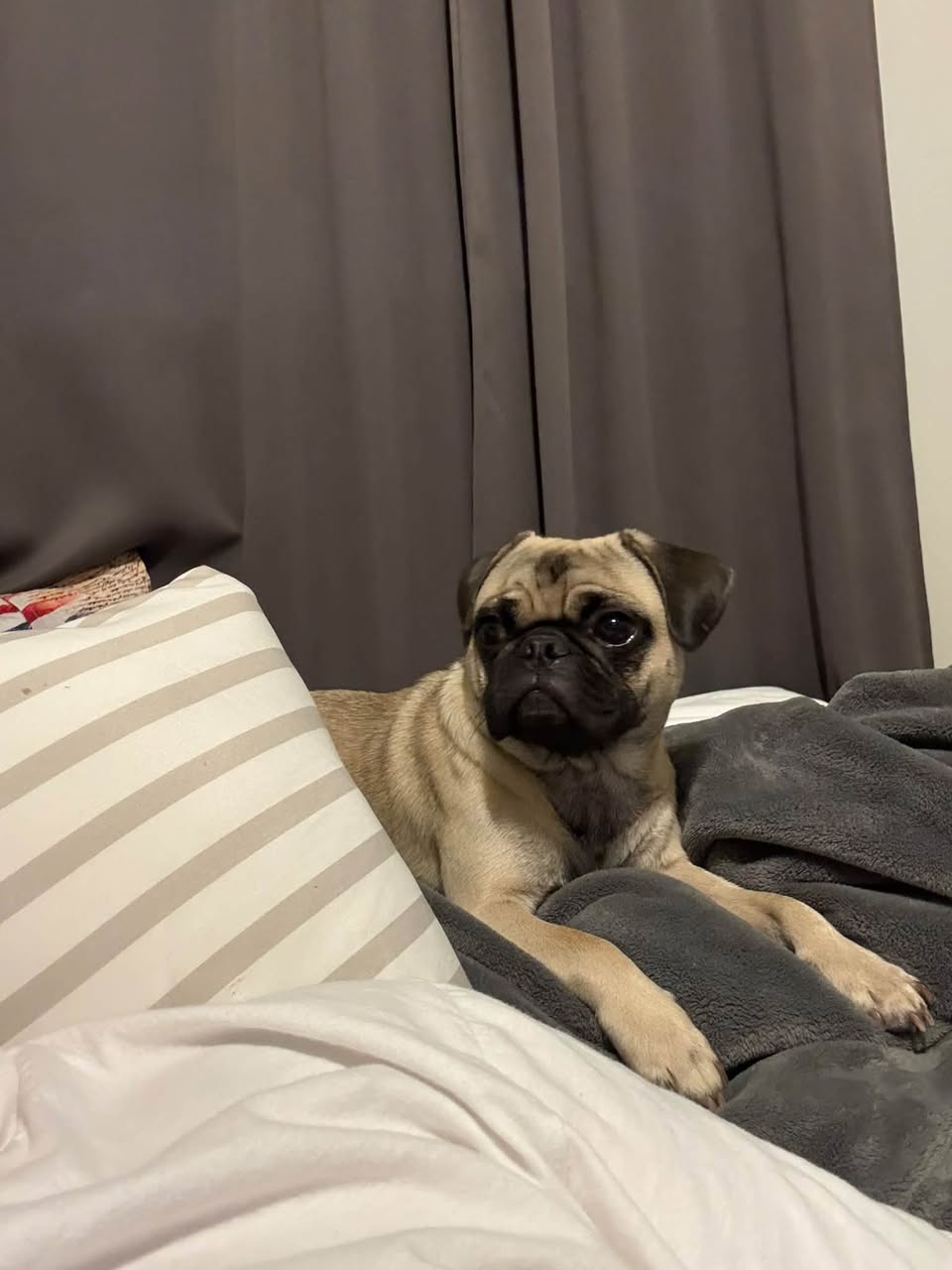 Lost Dog in Tucson