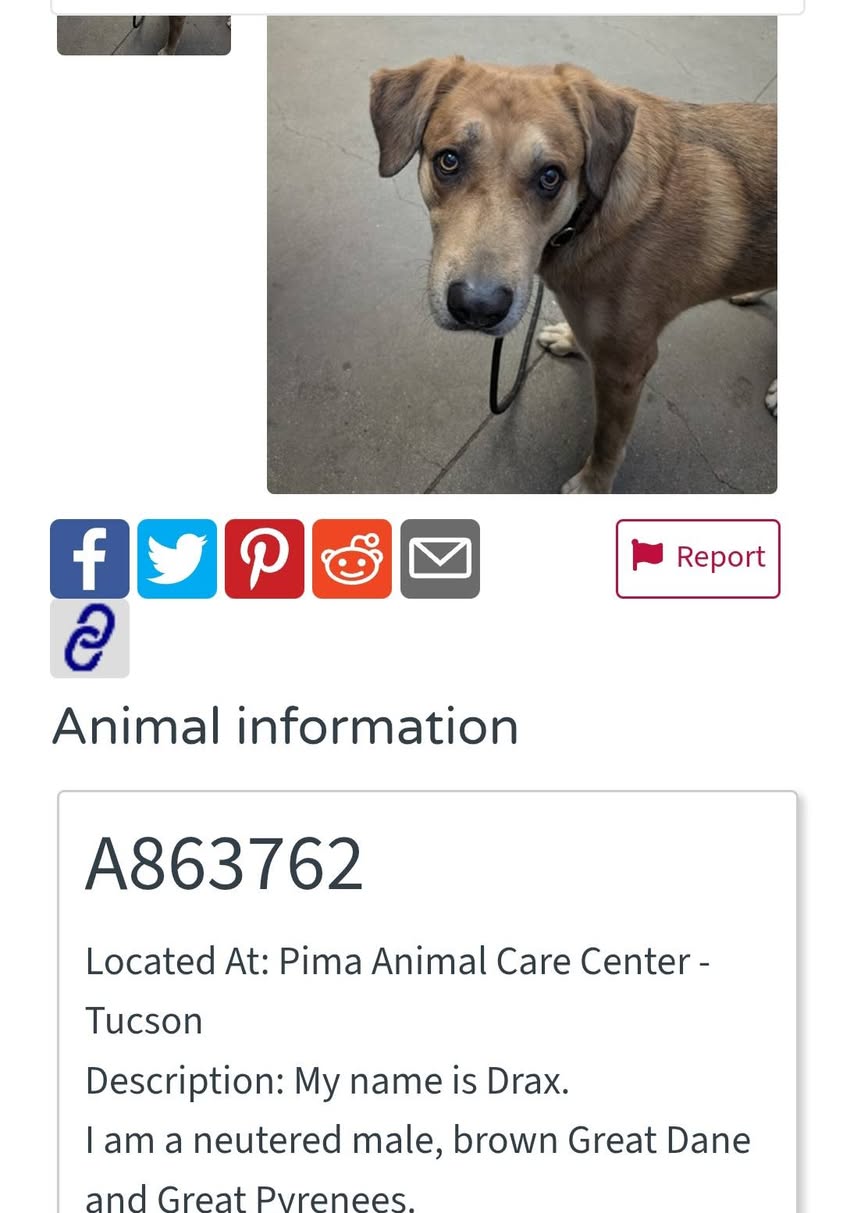 Found dog