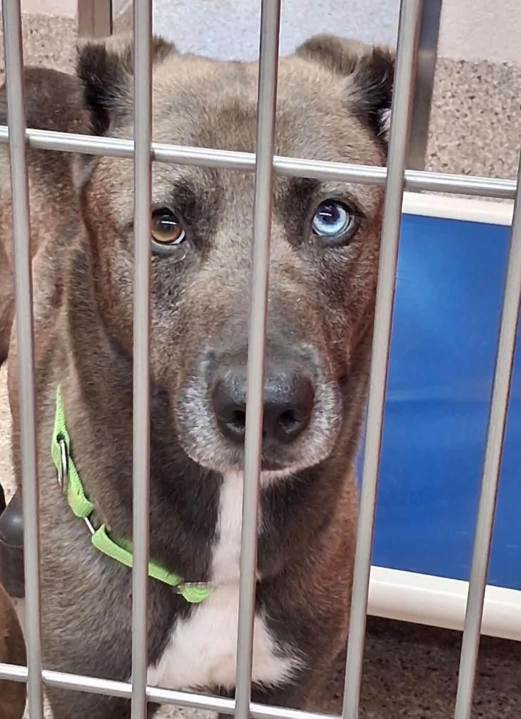 Lost Dog in Tucson