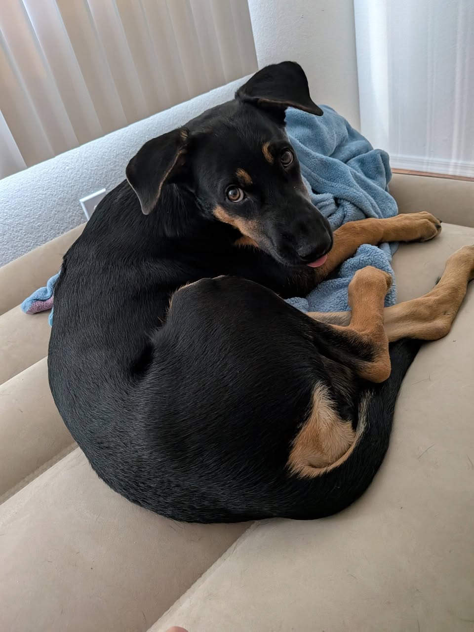 Lost dog