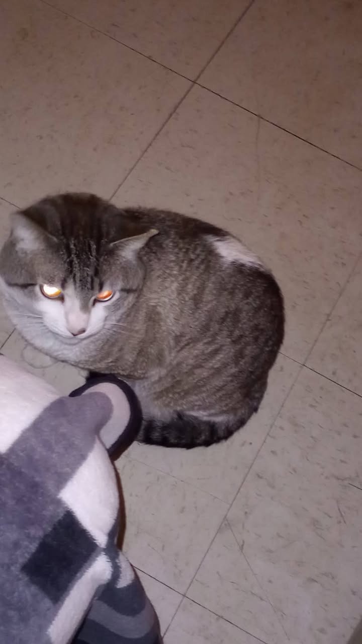 Lost Cat in Tucson