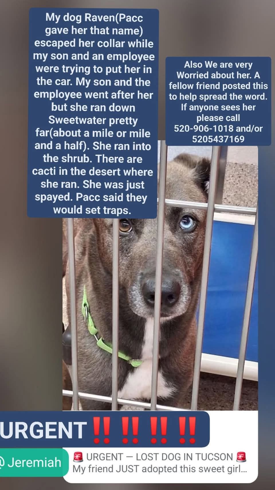 Lost Dog in Tucson