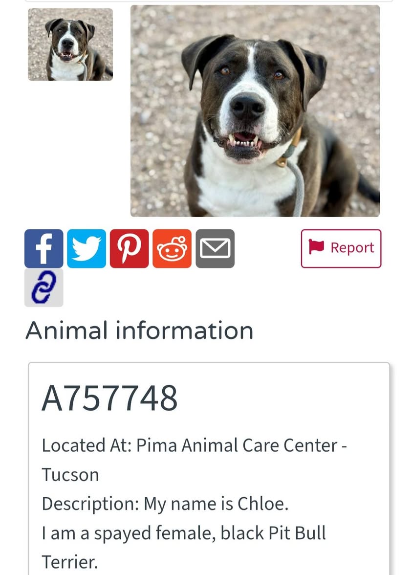 Found dog