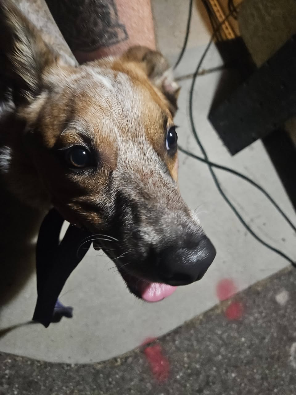 Found dog