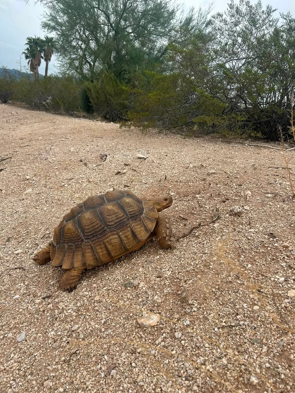 Found tortoise