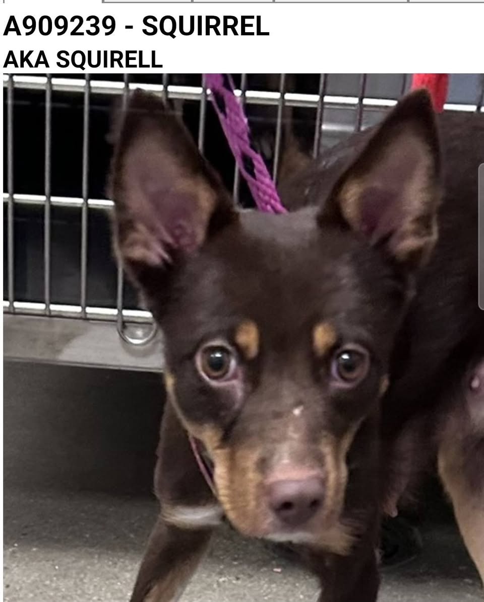 Lost Dog in Tucson