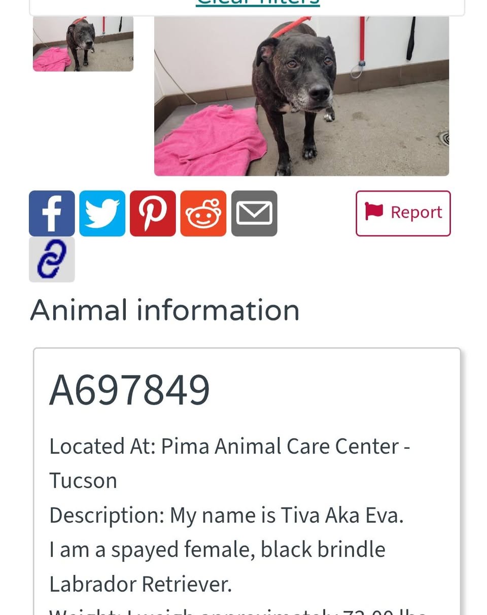Found dog
