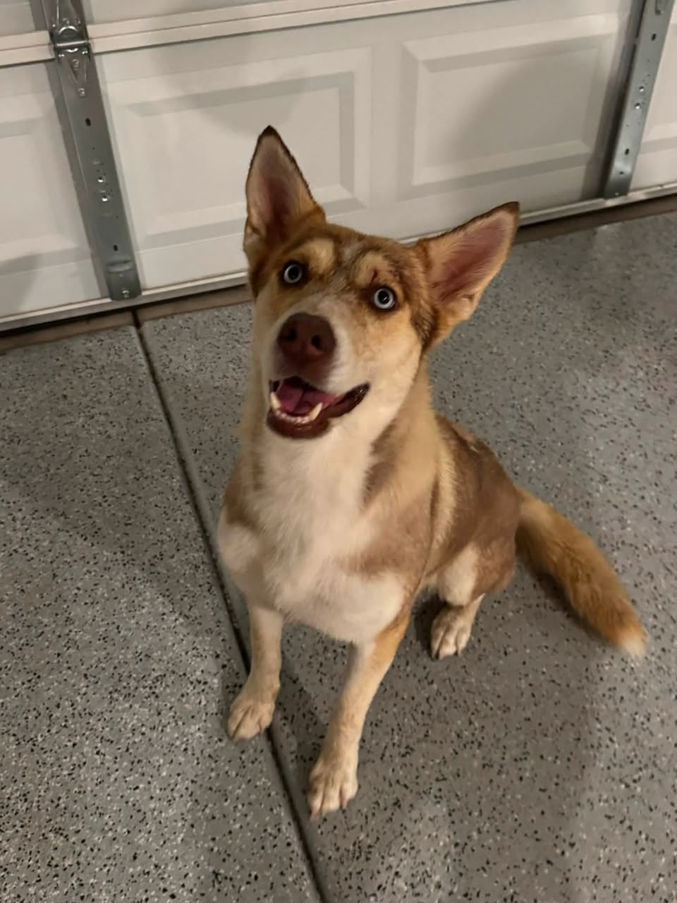Found dog