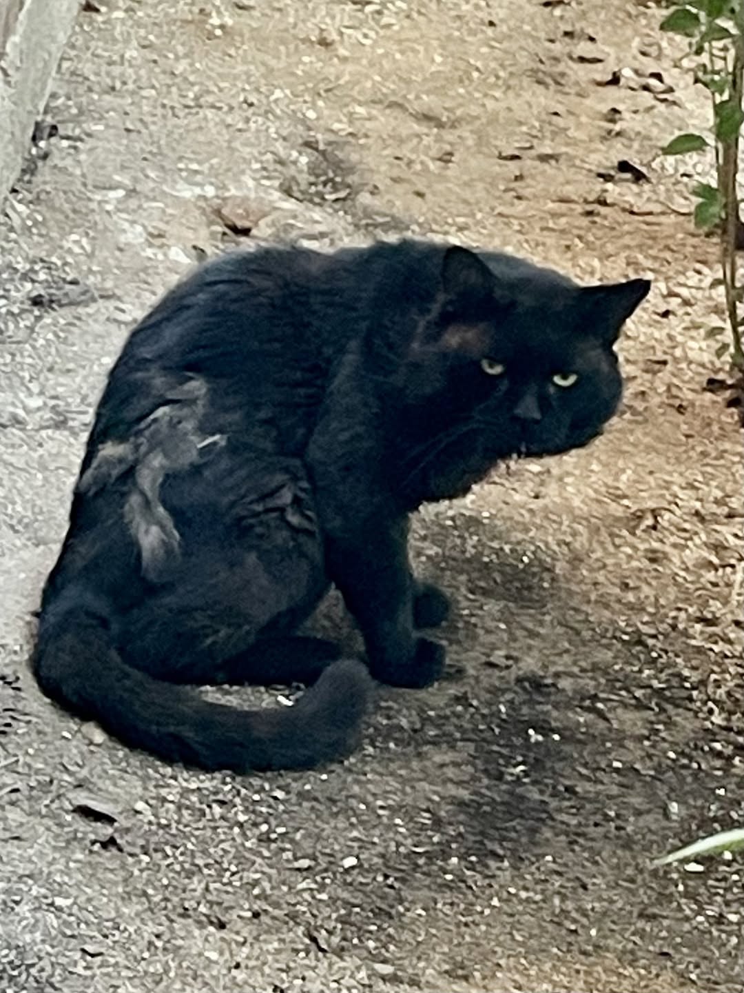 Found cat