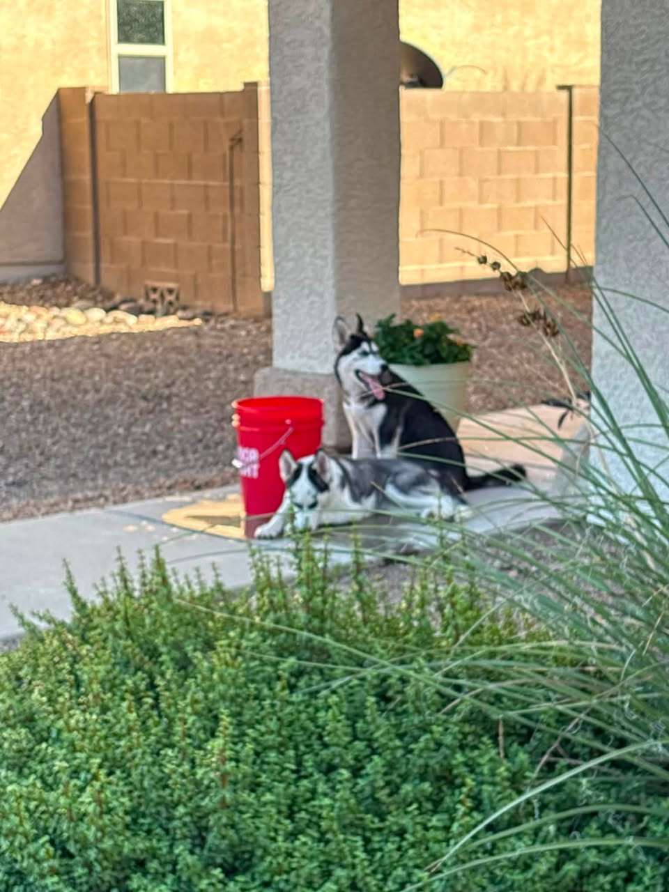 Found dog