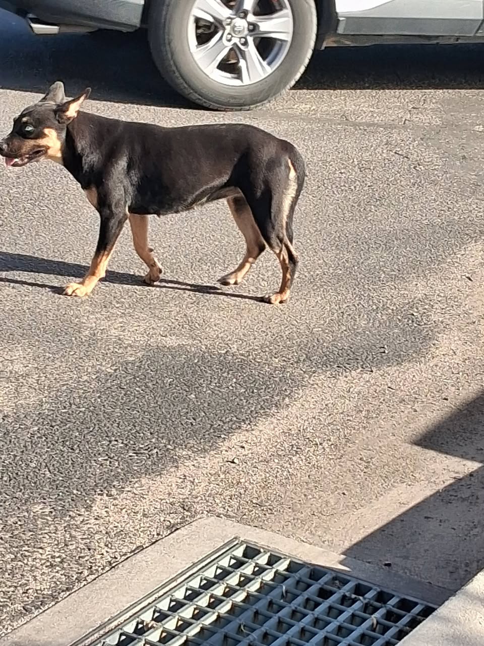Found dog