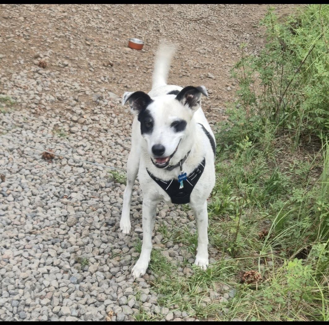Lost Dog in Corona De Tucson