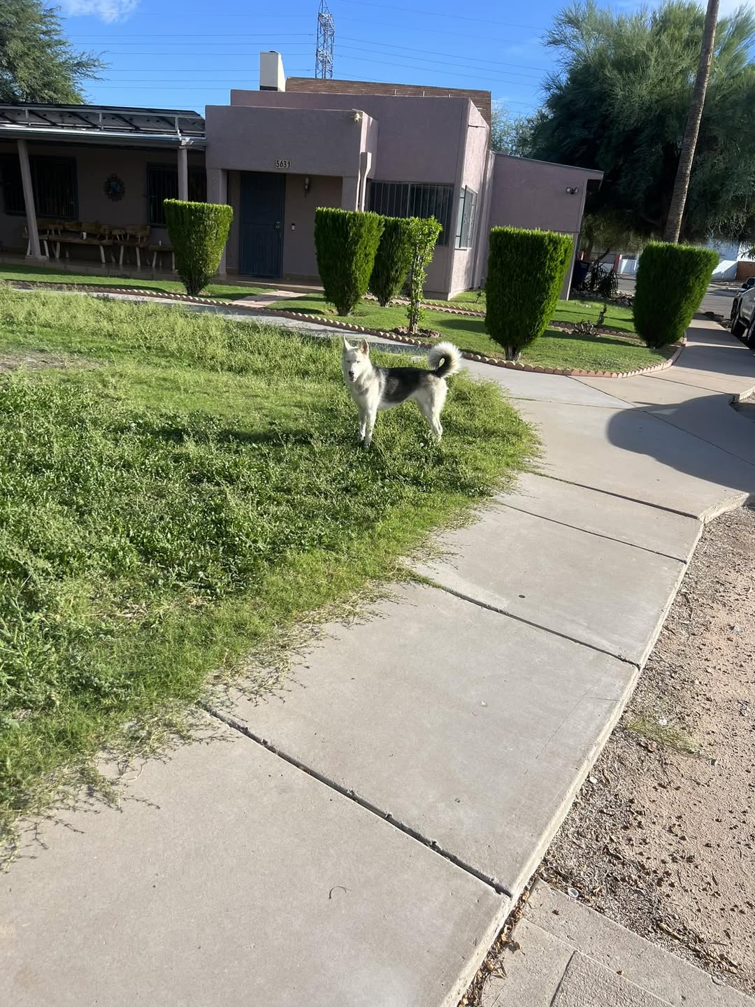 Found dog