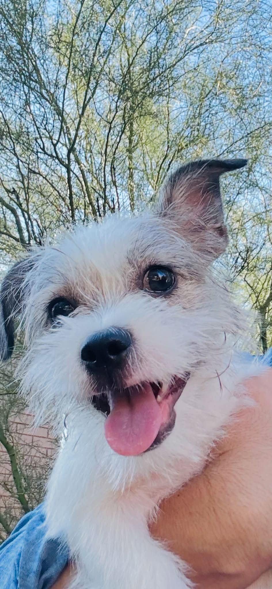 Found dog
