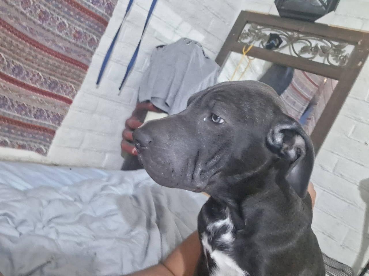 Lost Dog in Tucson