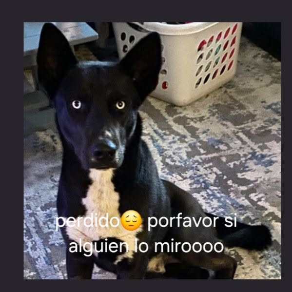 Lost Dog in Tucson