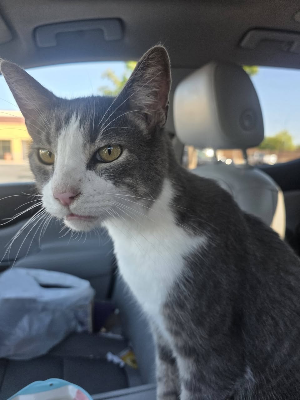 Found cat