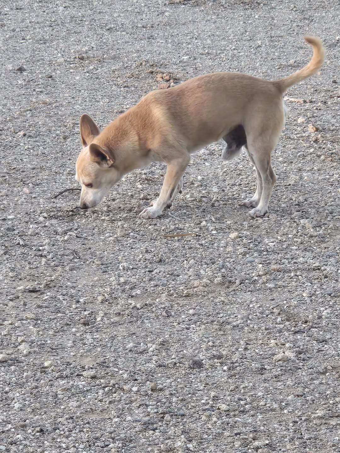 Found dog