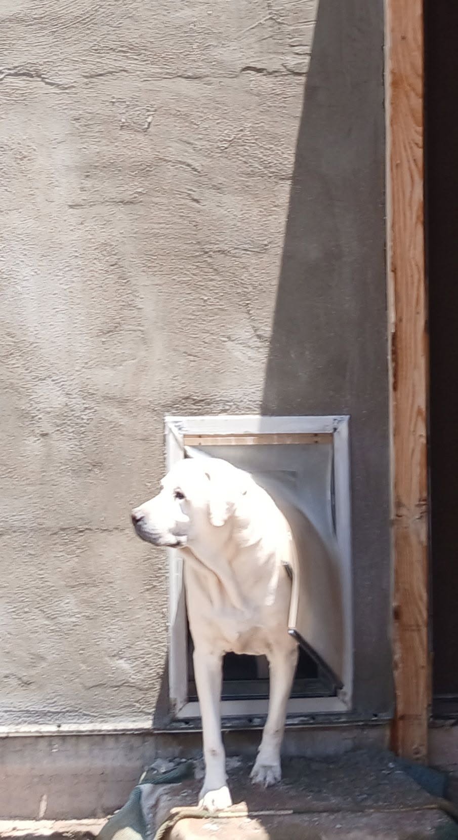 Lost Dog in Prince And Fairview
