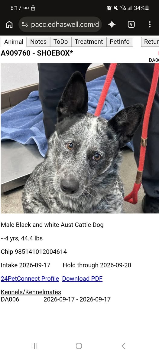 Found dog