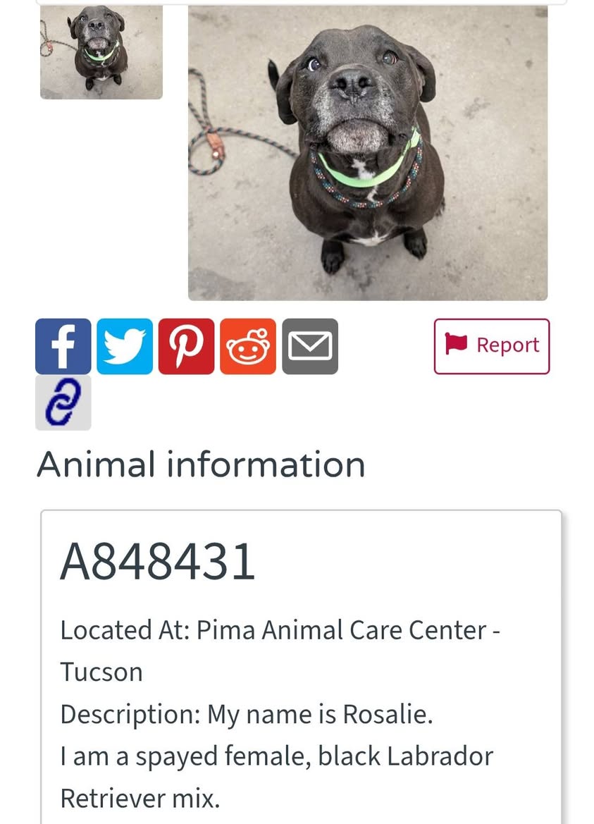 Found dog