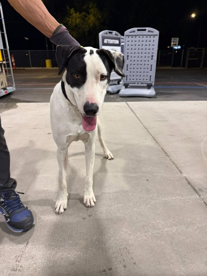 Found dog