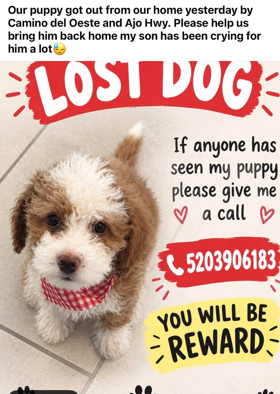 Lost dog
