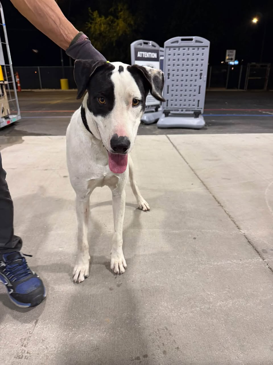 Found dog
