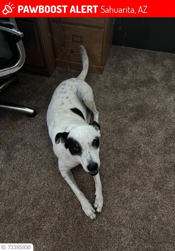 Lost Dog in Sahuarita