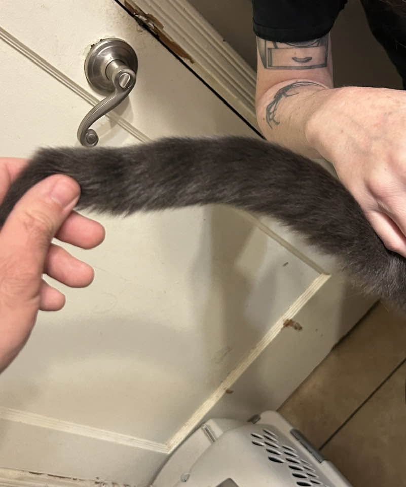 Found cat
