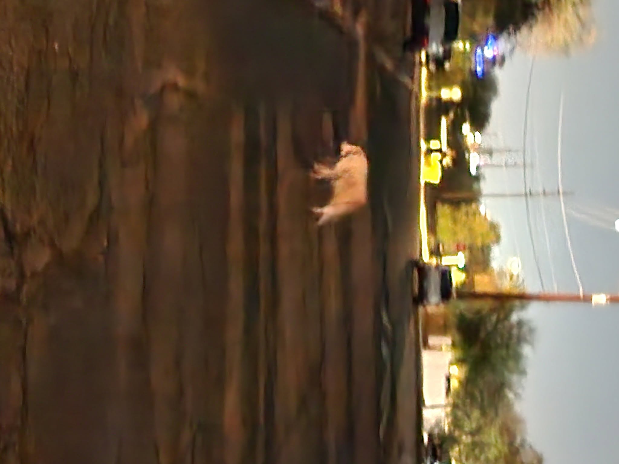 Found dog