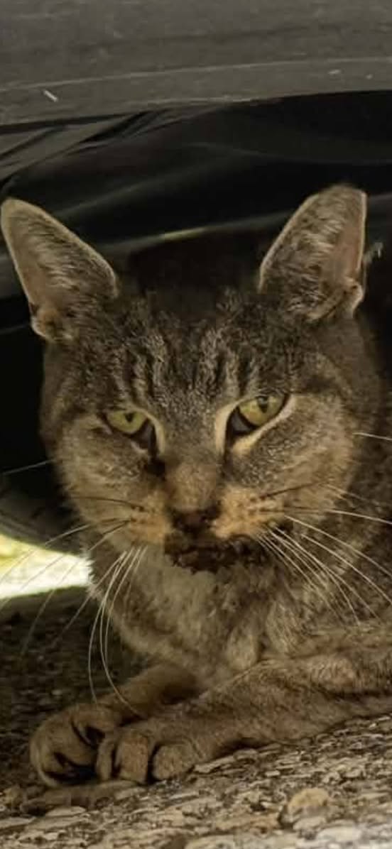 Found cat