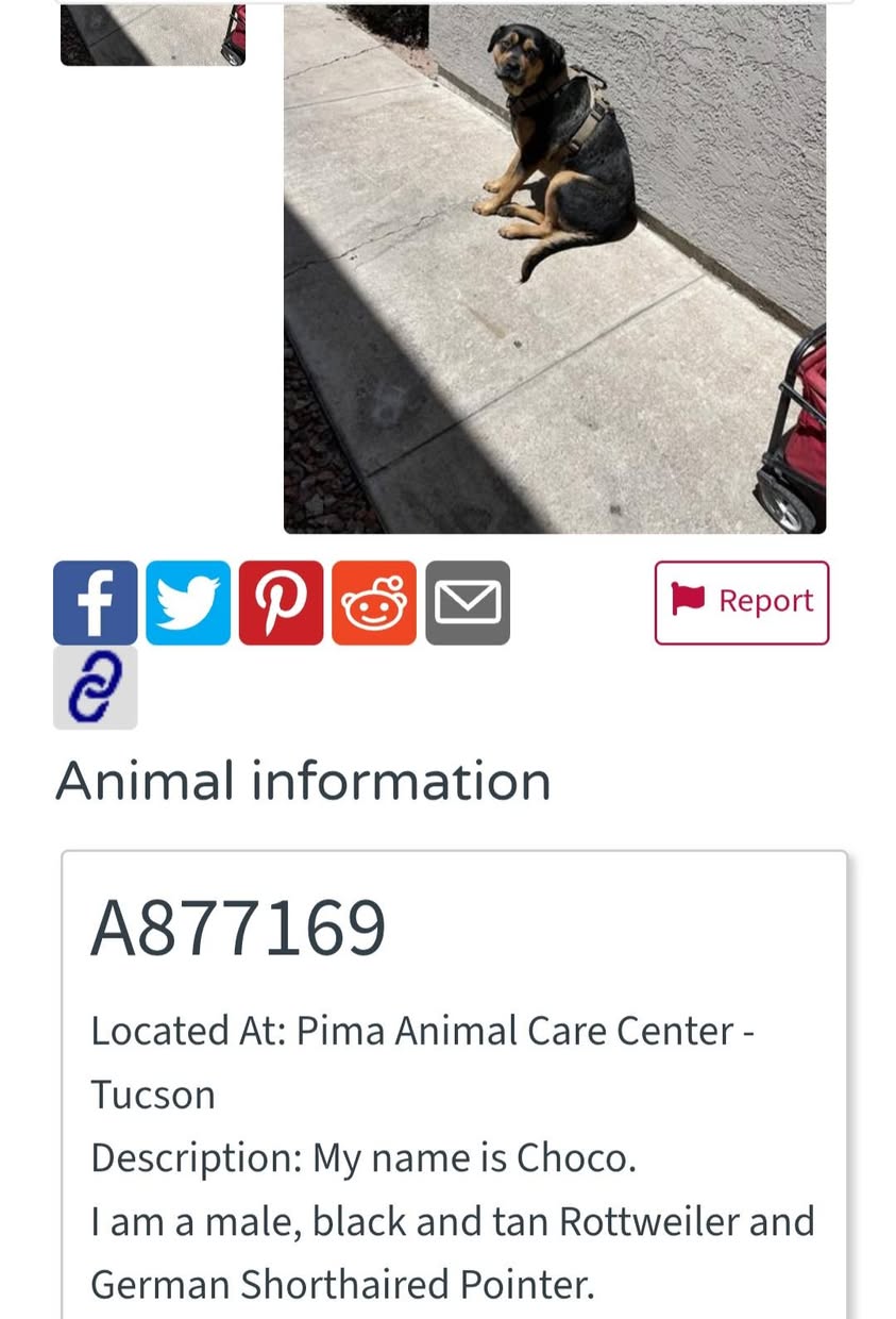 Found dog