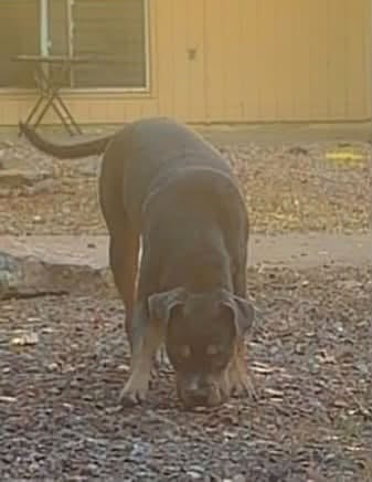 Lost Dog in Tucson