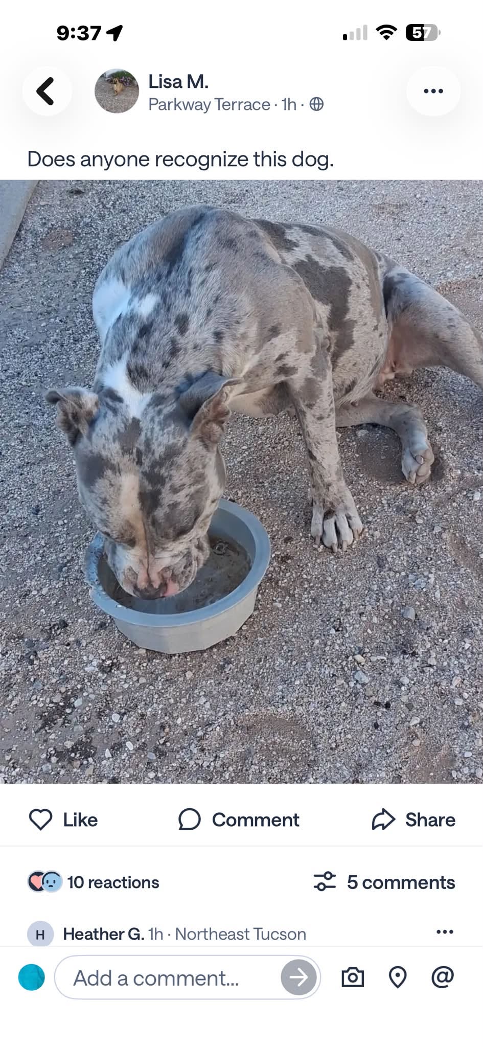 Found dog