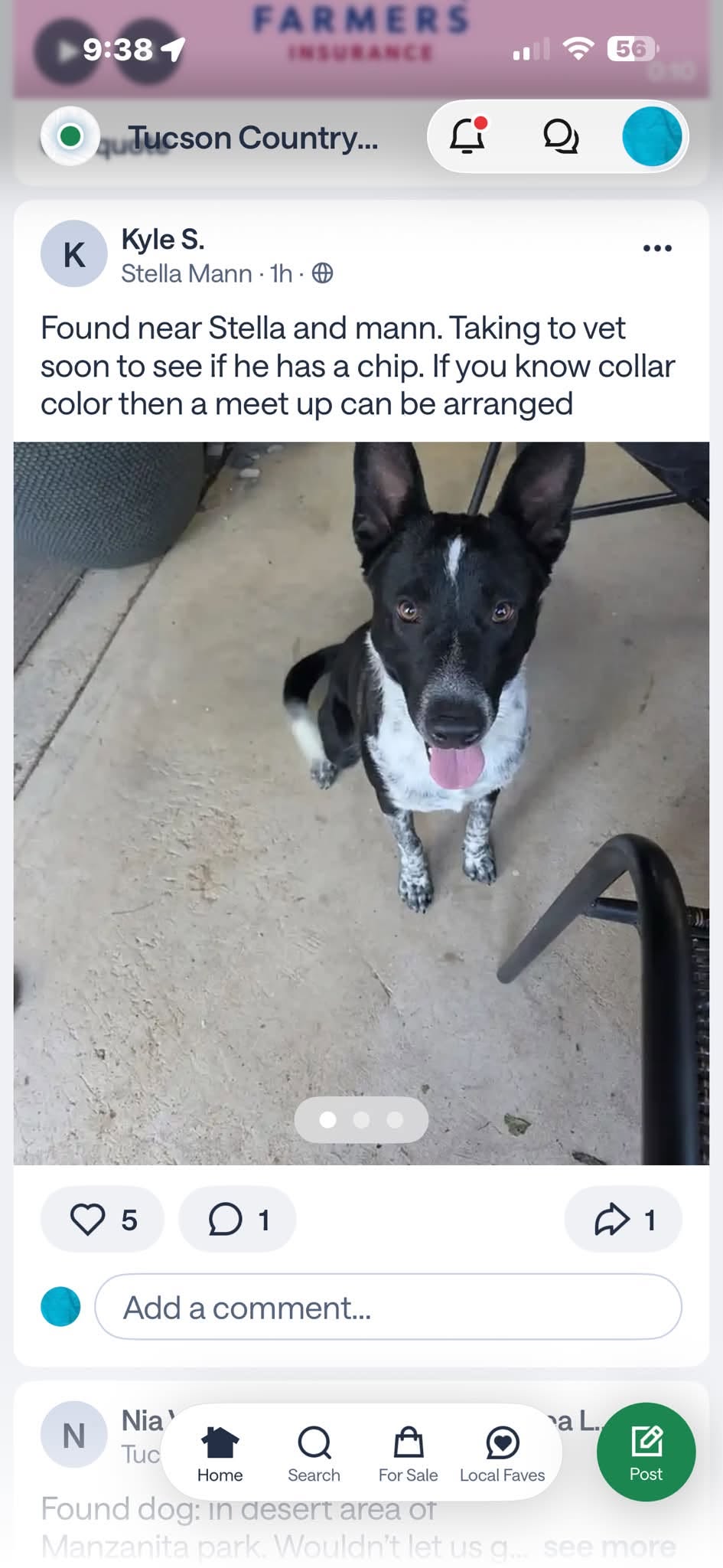 Found dog