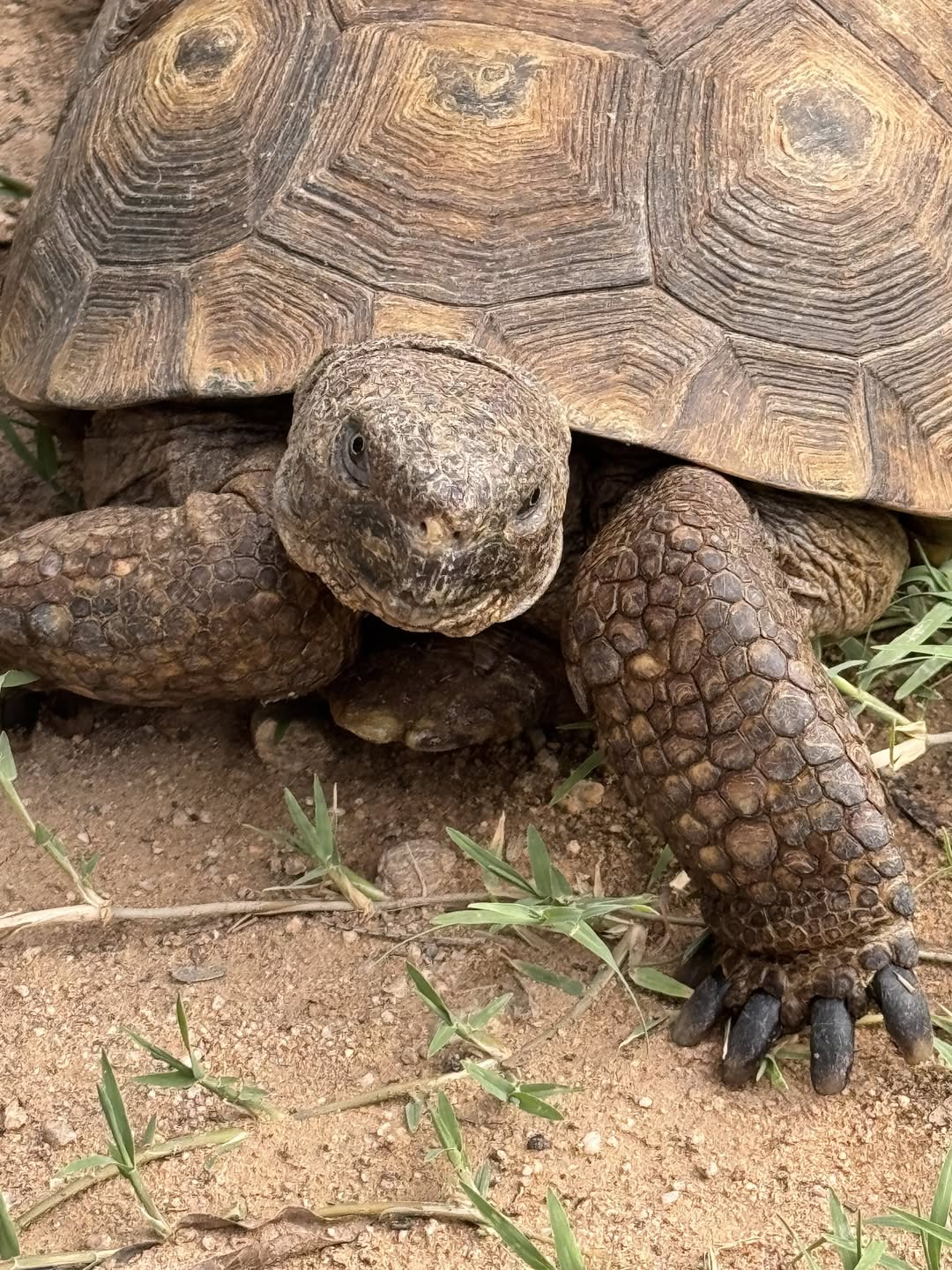 Found tortoise