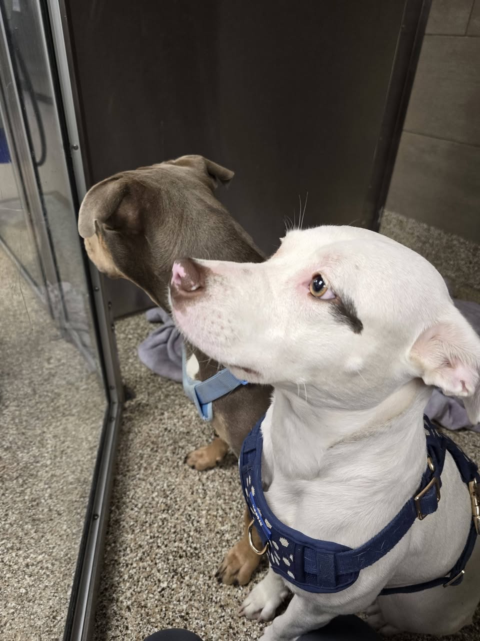 Found dog