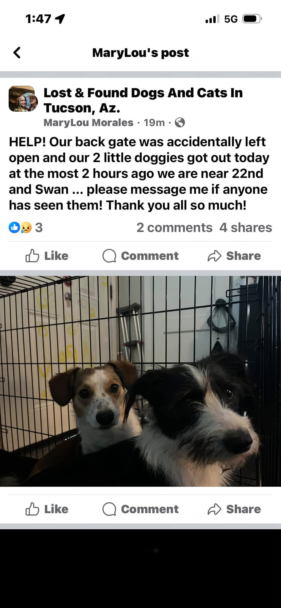 Lost Dog in Tucson