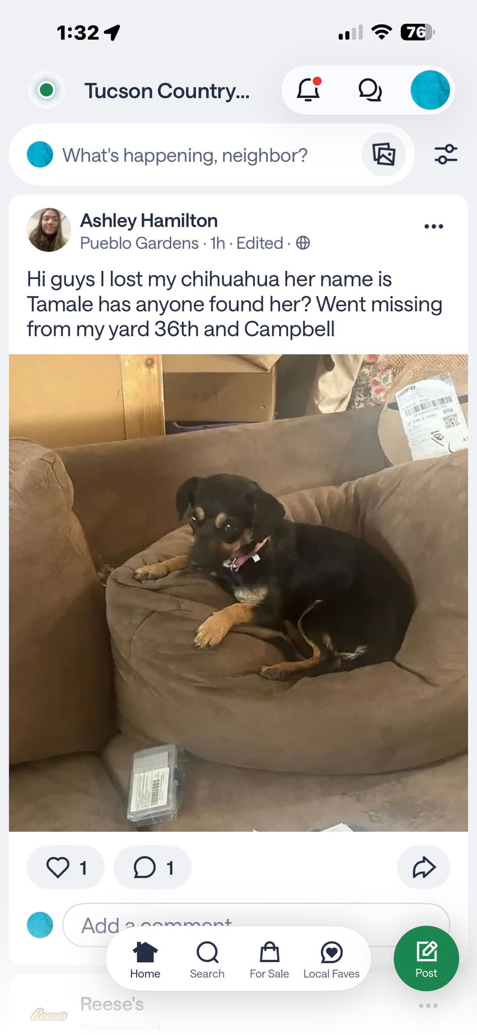 Lost dog