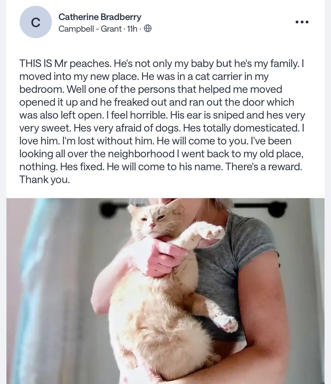 Lost Cat in Grant And Campbell