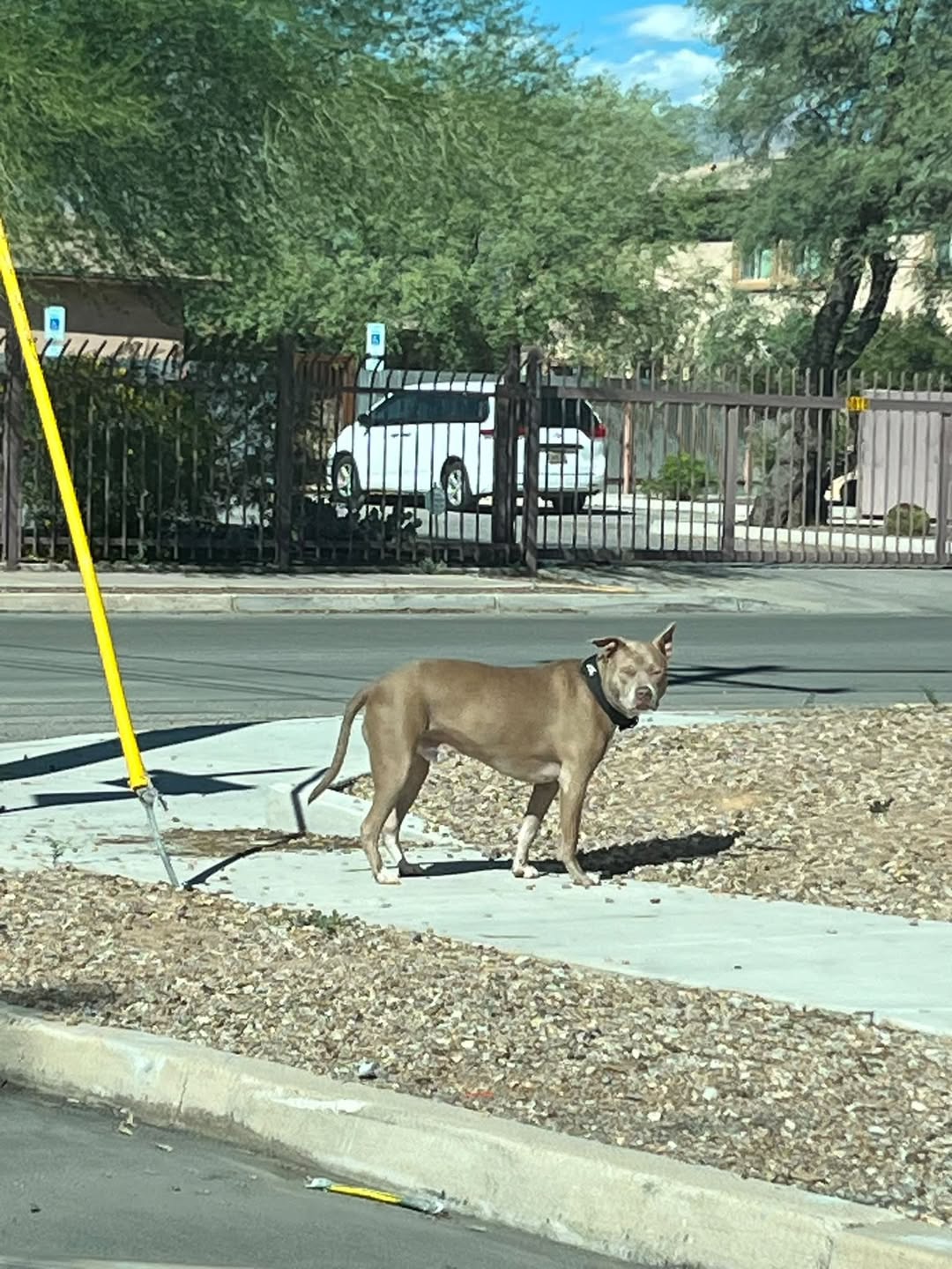 Found dog